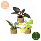 3× Philodendron tricolore bébé incl. Linnea Honey – Ø6 cm, 10–15 cm de haut