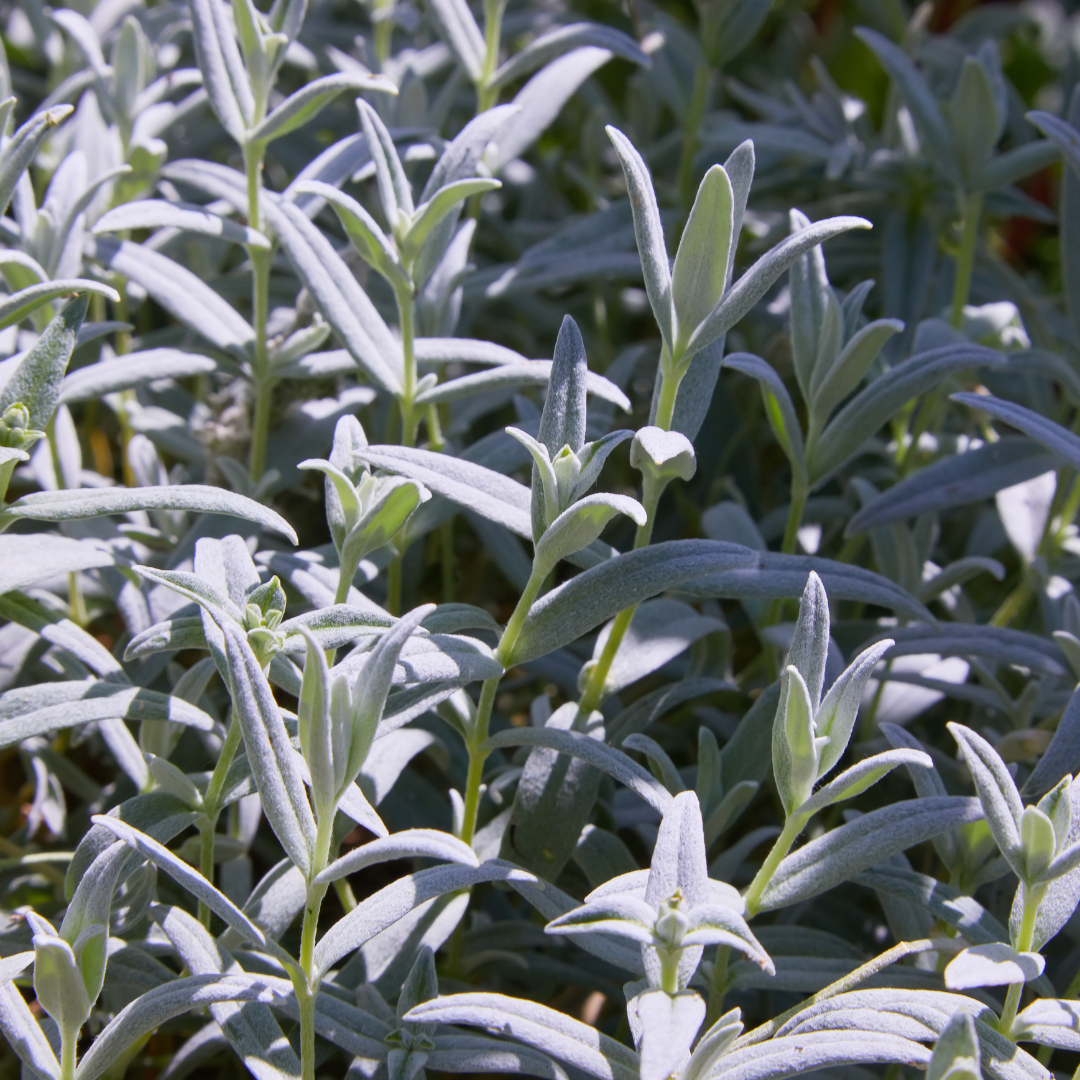 Cerastium tomentosum (Behaarte Schafgarbe) – 24 Pflanzen, Ø 9 cm, 10–25 cm hoch – Bild 7