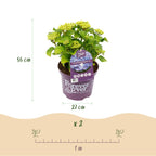 Hydrangea 'Forever & Ever' (hortensia) – blå – Ø23 cm, 55 cm høj