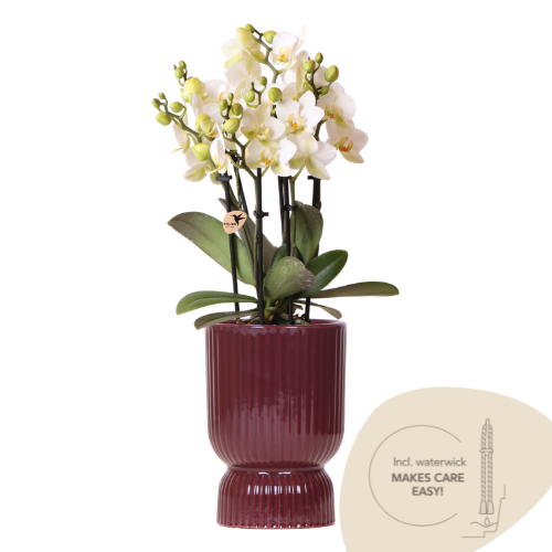 Phalaenopsis 'Lausanne' wit (orchidee) in rode diabolo sierpot – Ø9 cm, 48 cm hoog