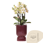 Phalaenopsis 'Lausanne' wit (orchidee) in rode diabolo sierpot – Ø9 cm, 48 cm hoog