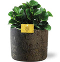Peperomia Burning Bush – Ø15 cm, 25 cm høj – net d16x14cm brun