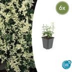 Euonymus fort. 'Harlequin' (burning bush) – 6 plants, Ø9 cm, 10–25 cm high