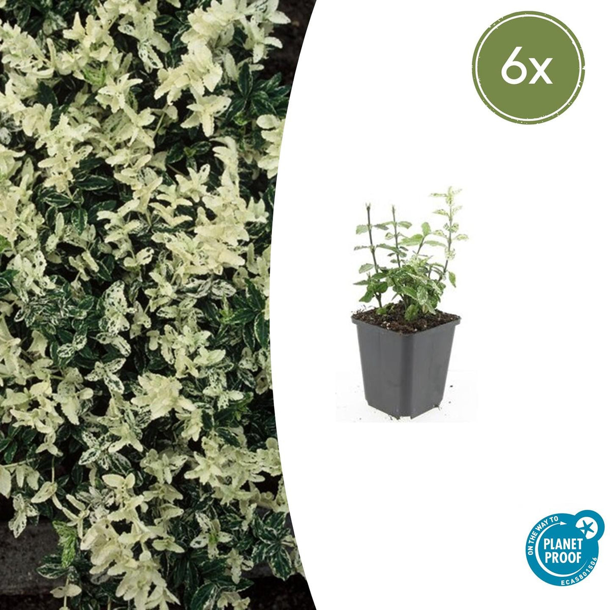 Euonymus fort. 'Harlequin' (burning bush) – 6 plants, Ø9 cm, 10–25 cm high – photo 2