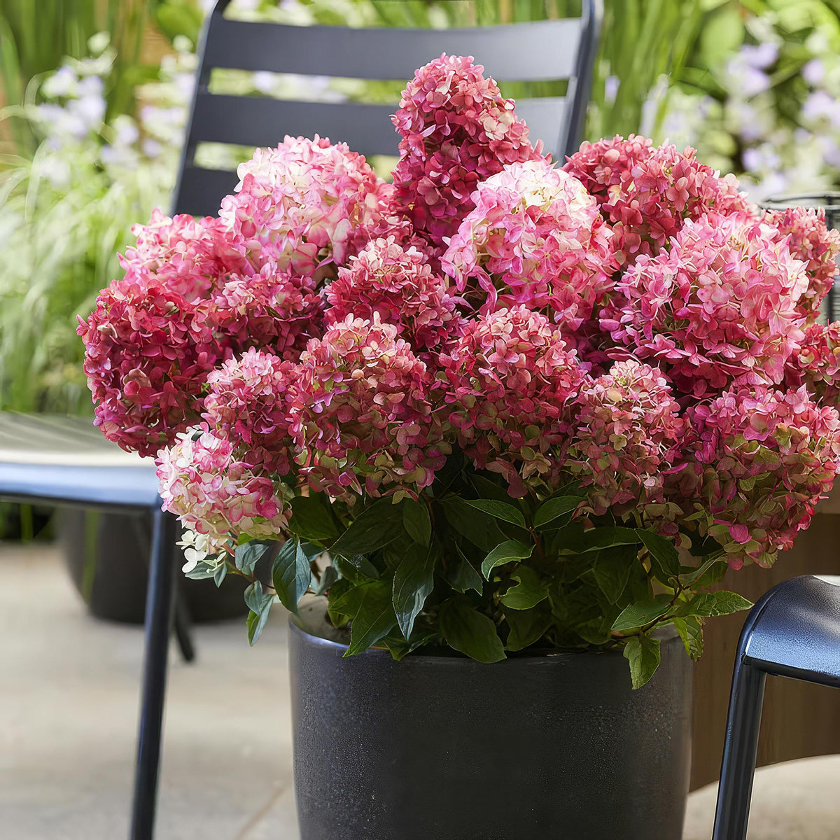 Hydrangea panniculata 'Living Little Rosy' (pluimhortensia) – roze – 3 planten, Ø12 cm, 20–30 cm hoog
