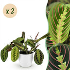 2× Maranta Fascinator Tricolour (plante prieuse) en pot décoratif Potter blanc – Ø12 cm, 25 cm de haut