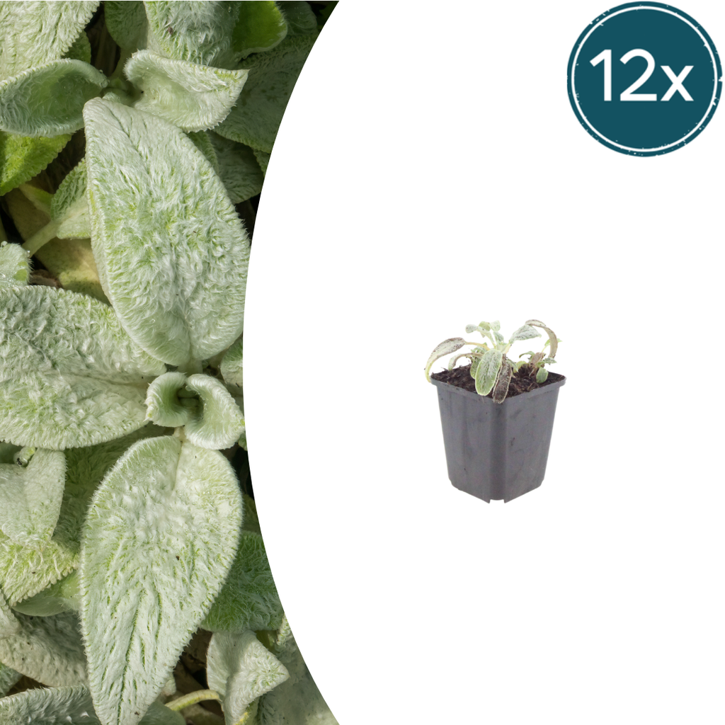 Stachys byzantina 'Silver Carpet' (ezelsoor) – 12 planten, Ø9 cm, 10–25 cm hoog