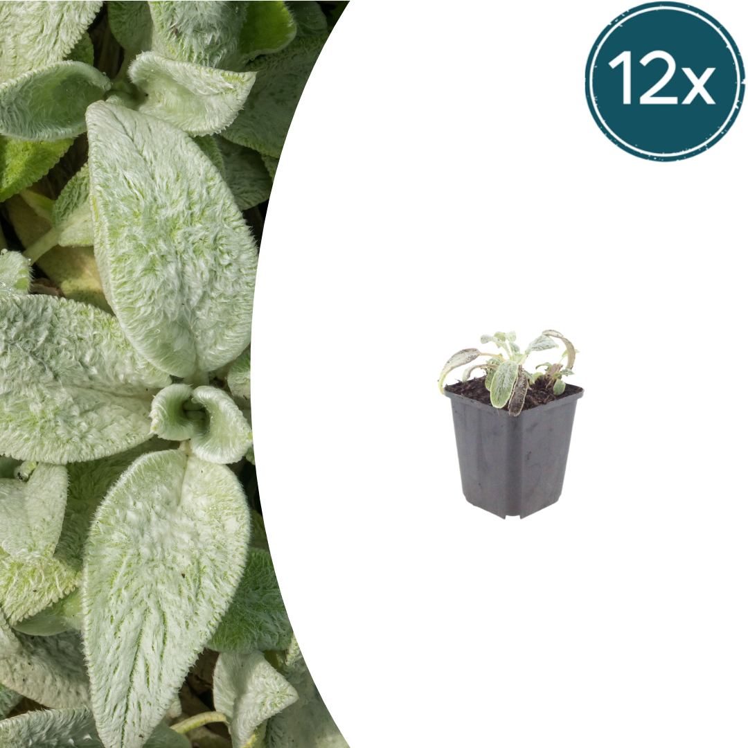 Stachys byzantina 'Silver Carpet' (ezelsoor) – 12 planten, Ø9 cm, 10–25 cm hoog