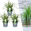 Carex morrowi 'Ice Dance' (Morrow's sedge) – 3 plants, Ø14 cm, 25 cm high