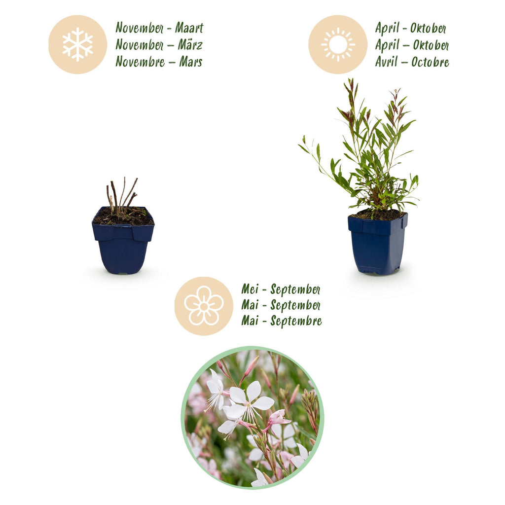 Gaura lindh. 'Whirling Butterflies' (prachtkaars) – white – 24 plants, Ø11 cm, 15–25 cm high – photo 4