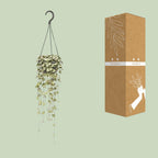 Ceropegia Woodii Hängepflanze (Chinesische Laterne) – Ø 14 cm, 50 cm hoch