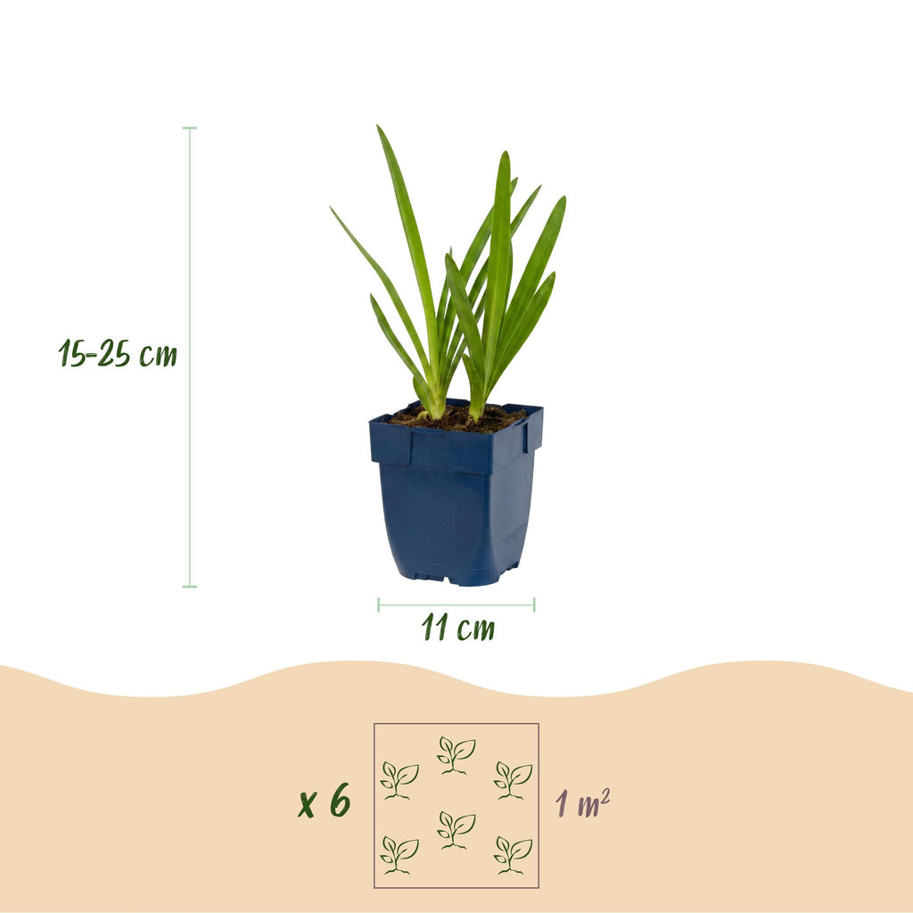Agapanthus 'Duo' (agapanthe) – bleu-blanc – 24 plantes, Ø11 cm, 15–25 cm de haut – photo 3