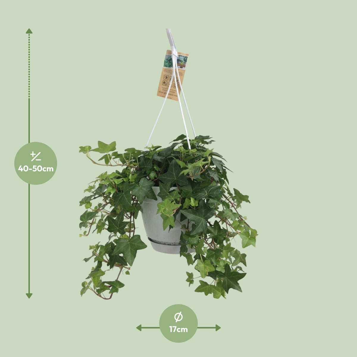 Hedera Helix Groen (klimop) – Ø17 cm – foto 4