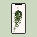 Hedera Helix Pitsburg (vedbend) – Ø17 cm, 90 cm høj
