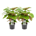 2× Calathea makoyana – Ø14 cm, 45 cm hoog