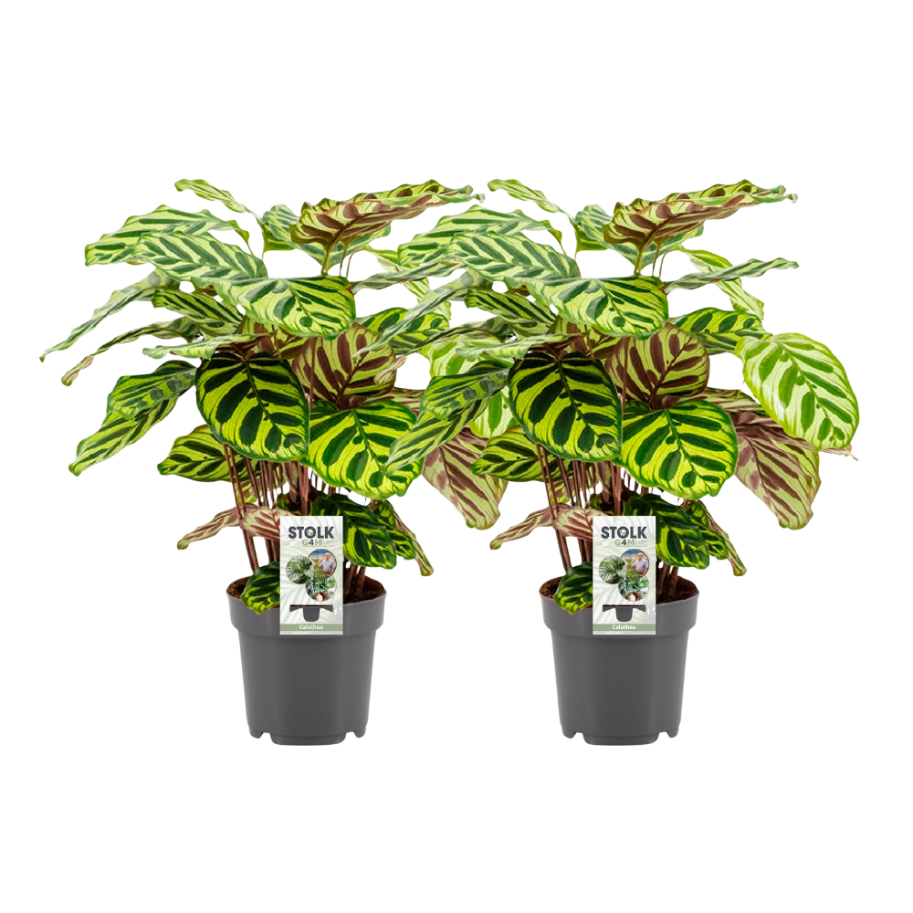 2× Calathea makoyana – Ø14 cm, 45 cm hoog
