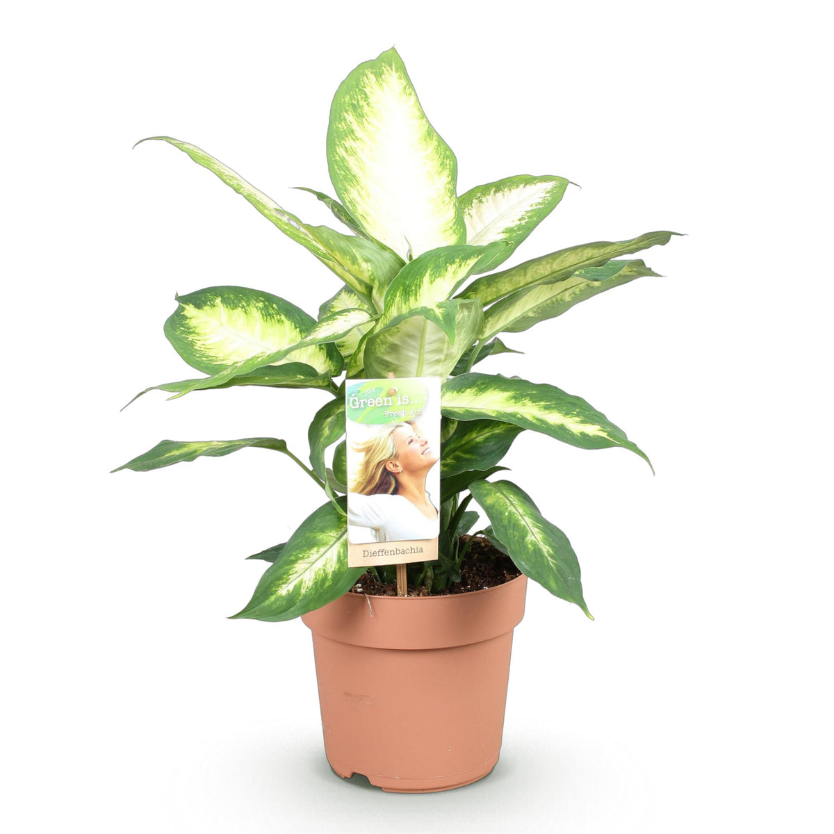 Dieffenbachia – Ø17 cm, 45–50 cm hoog