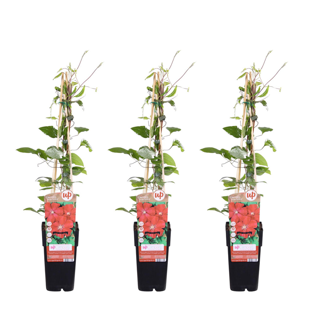 Clematis 'Rouge Cardinal' (clématite) – 3 plants, Ø15 cm, 65 cm de haut