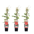 Clematis 'Rouge Cardinal' (clématite) – 3 plants, Ø15 cm, 65 cm de haut