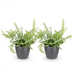 2× Pteris cretica Albolineata (bregnen Pteris) i grå Potter-pyntepotte – Ø12 cm, 20 cm høj