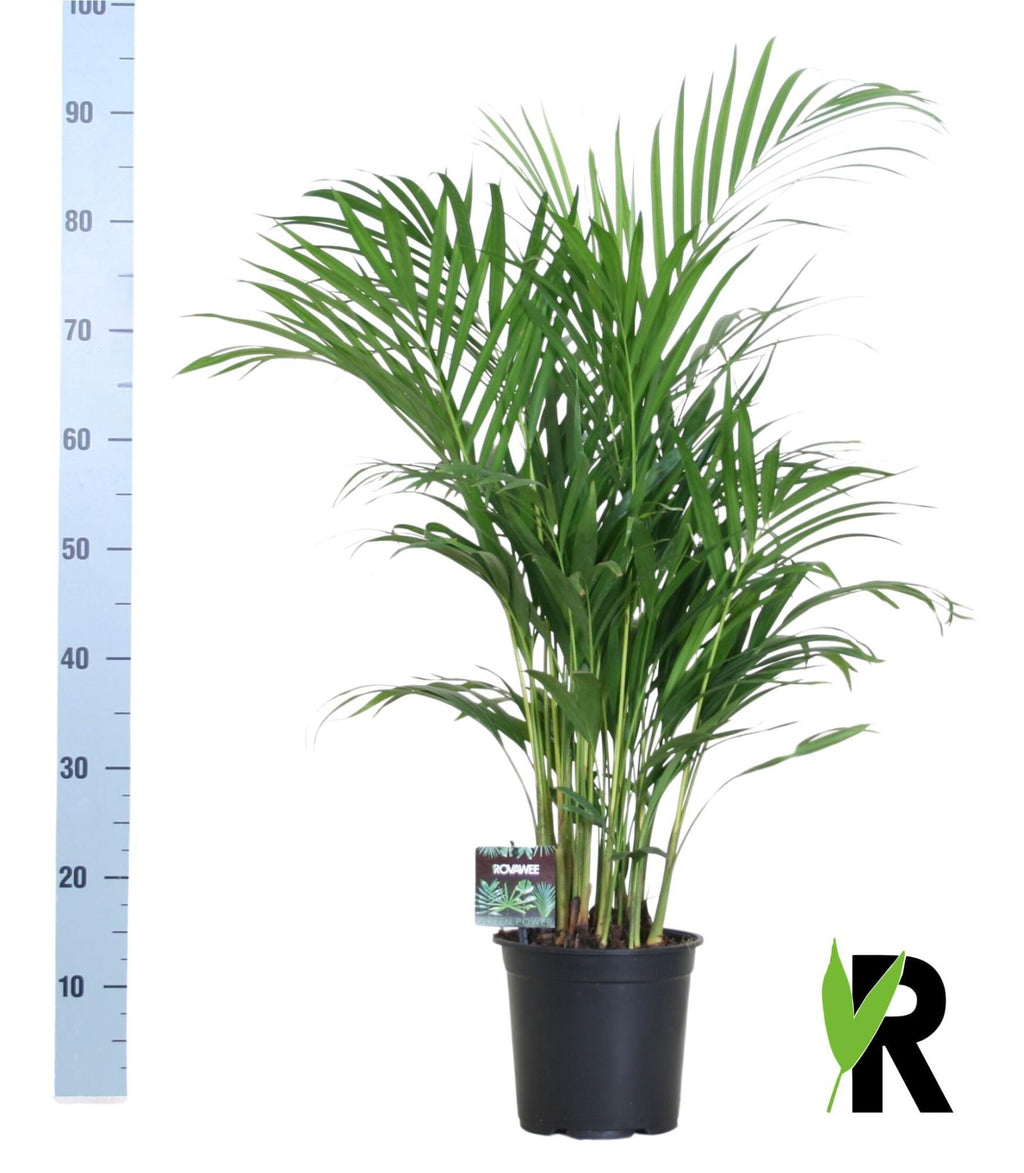 Dypsis lutescens 120 (goudpalm) – Ø19 cm, 100 cm hoog