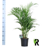 Dypsis lutescens 120 (goudpalm) – Ø19 cm, 100 cm hoog