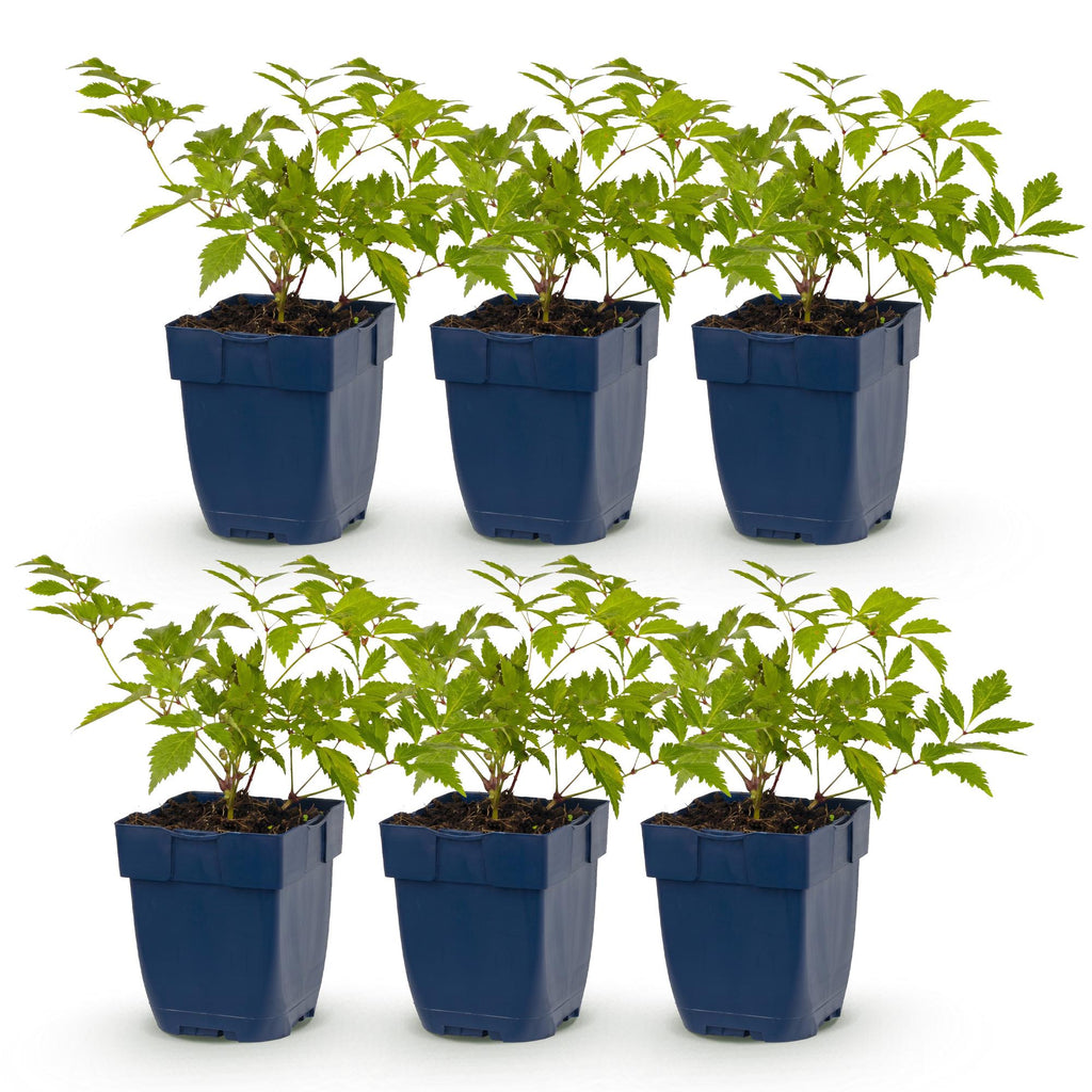Astilbe 'Deutschland' (pluimspirea) – wit – 6 planten, Ø11 cm, 15–25 cm hoog