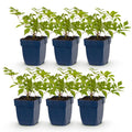 Astilbe 'Deutschland' (pluimspirea) – wit – 6 planten, Ø11 cm, 15–25 cm hoog