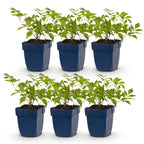 Astilbe 'Deutschland' (pluimspirea) – wit – 6 planten, Ø11 cm, 15–25 cm hoog
