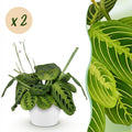2× Maranta Fascinator Lemon Lime (Gebetsstaude) im weißen Potter-Sierpot – Ø 12 cm, 25 cm hoch