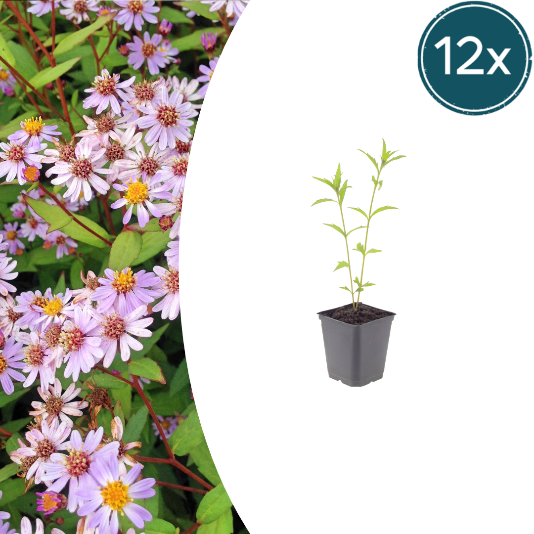 Kalimeris incisa 'Blue Star' (Japanse aster) – 12 planten, Ø9 cm, 10–25 cm hoog