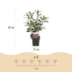Photinia fraseri 'Red Robin' (grøn rød) – 6 planter, Ø17 cm, 50 cm høje