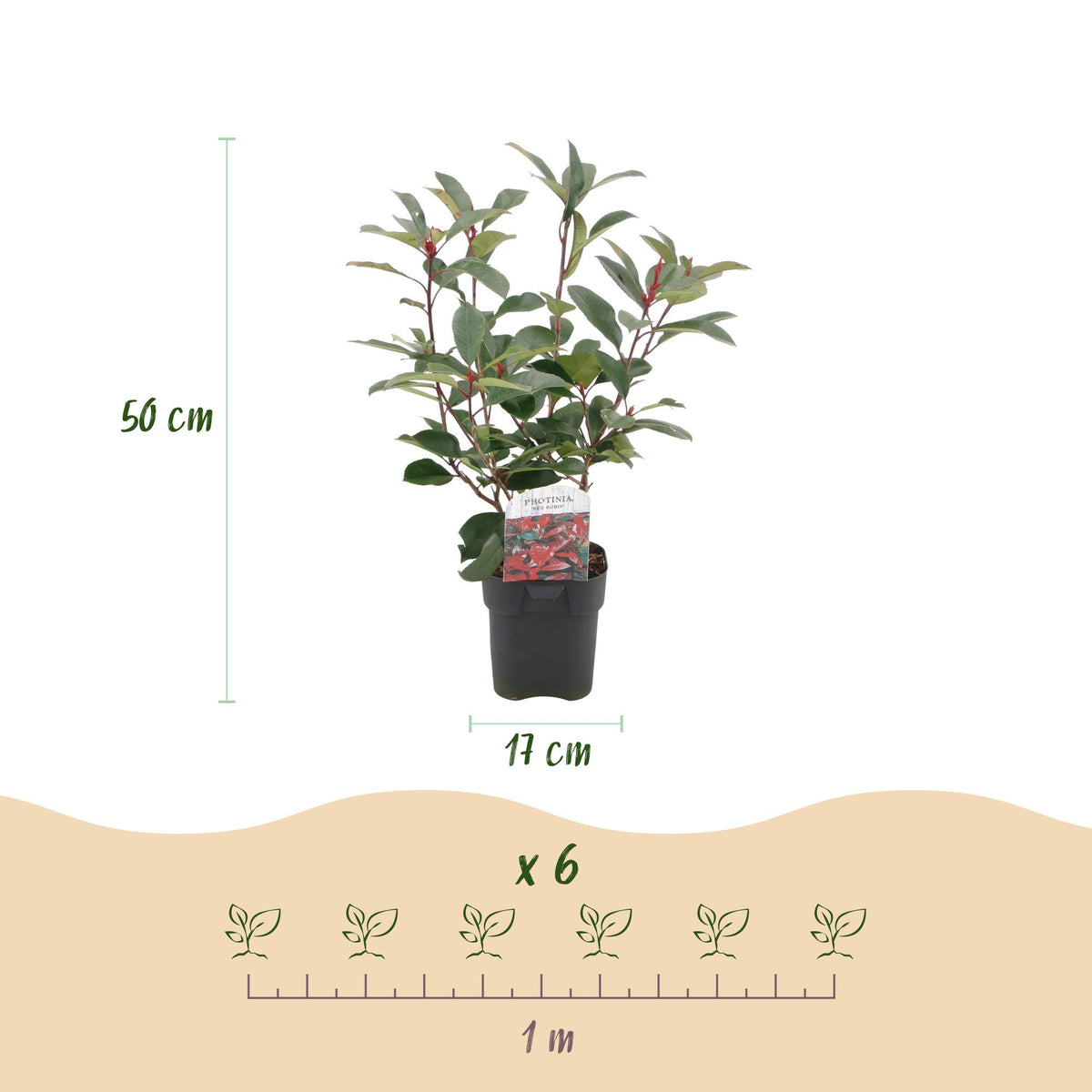 Photinia fraseri 'Red Robin' (grøn rød) – 6 planter, Ø17 cm, 50 cm høje – billede 3