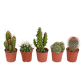Mélange de cactus (Cactaceae) sans pot décoratif – Ø6 cm, 13 cm de haut – art. 5592
