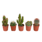 Mélange de cactus (Cactaceae) sans pot décoratif – Ø6 cm, 13 cm de haut – art. 5592