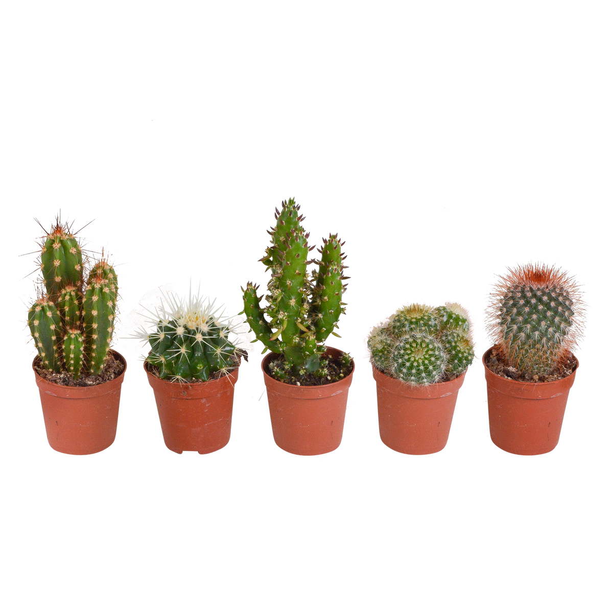Kaktusmix (Cactaceae) uden potteskjulere – Ø6 cm, 13 cm høj – art. 5592