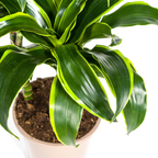 Dracaena Deremensis Dorado (arbre dragonnier) avec panier – Ø21 cm, 100–120 cm de haut