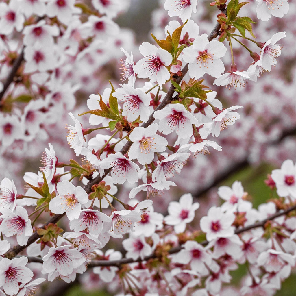 Prunus incisa 'Koujou-no-mai' (prunier d'ornement) sur tige – Ø 19 cm, 90 cm de haut – photo 4