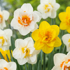 Gevulde narcis mix – 30 bloembollen (bolmaat 10/12)
