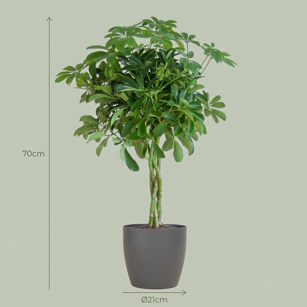 Schefflera Arab Nora (Bogenhanf) im grauen Tontopf – Ø 21 cm, 70 cm hoch