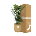 Chamaedorea elegans i ELHO Vibes Fold 14 cm gul (bergpalm) – 40 cm hög