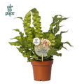 Asplenium Crispy Wave (Vogelfarn) – Ø 12 cm, 25 cm hoch