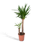 Yucca elephantipes – Ø21 cm, 100 cm høj – art. 3021