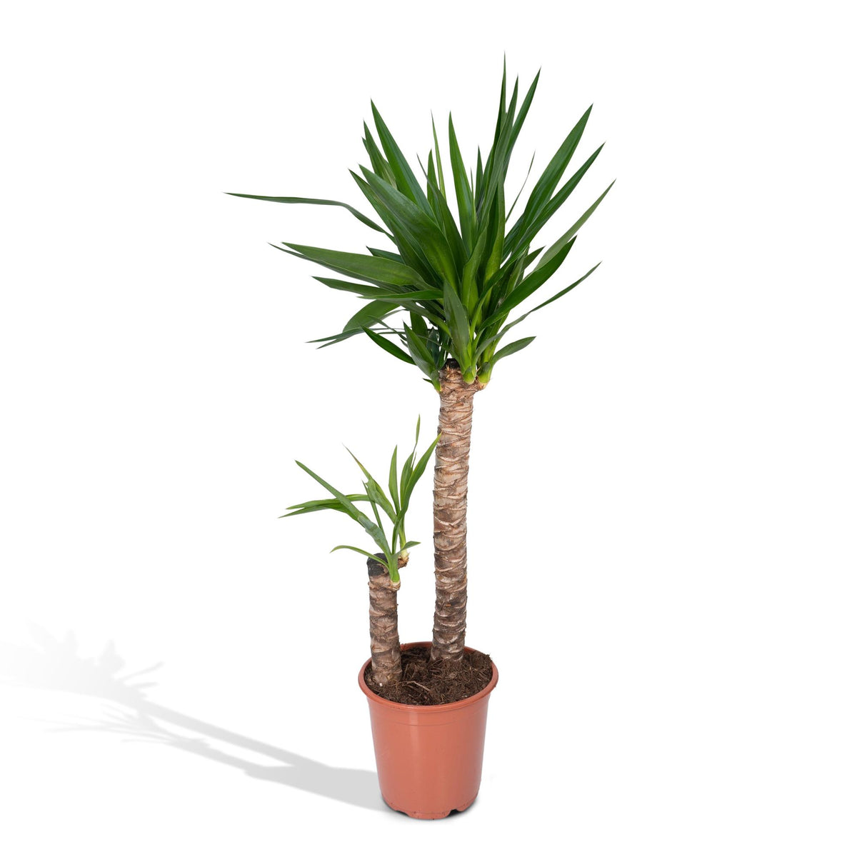 Yucca elephantipes – Ø21 cm, 100 cm hoog – art. 3021
