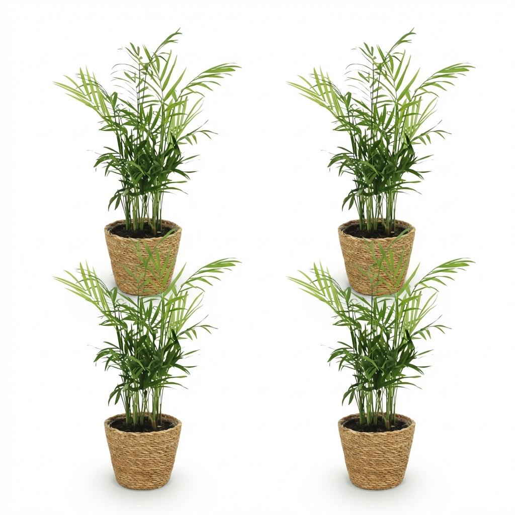 4× Palmier doré (Dypsis) avec panier – Ø12 cm, 15 cm de haut