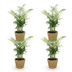 4× Palmier doré (Dypsis) avec panier – Ø12 cm, 15 cm de haut
