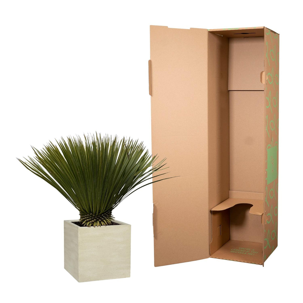 Yucca rostrata (zonder sierpot) – Ø30 cm, 70 cm hoog