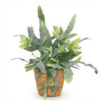 Phlebodium aureum Blue Star (blue fern) with basket – Ø12 cm, 25 cm high