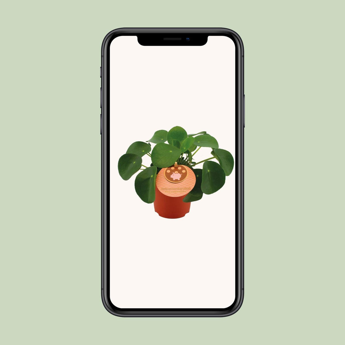 Pilea peperomioides (pannenkoekplant) – Ø11 cm, 15 cm hoog – art. 12838