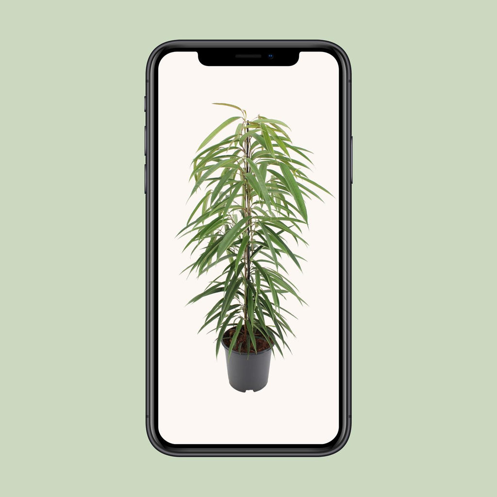 Ficus Binnendijkii Alii – Ø21 cm, 80 cm hoch